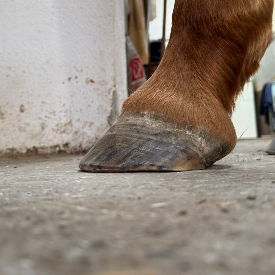 Nachher — Warmblut mit zu langer Zehe