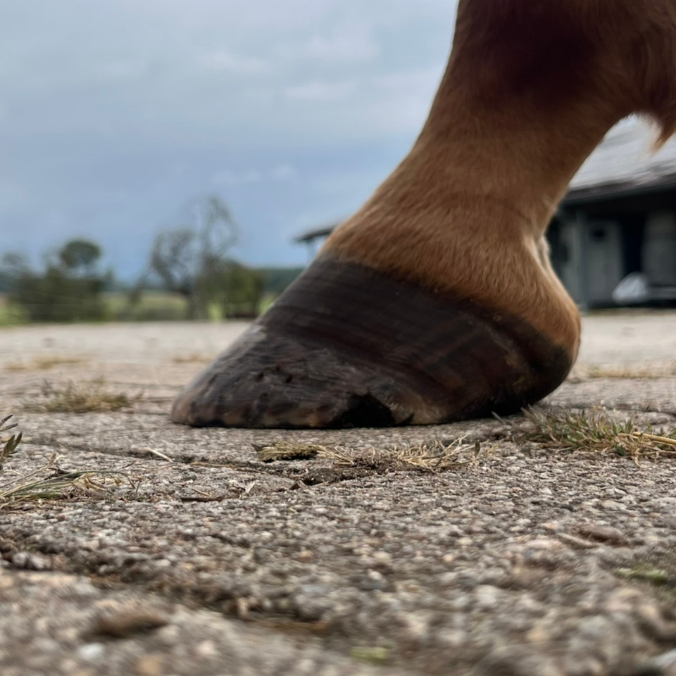 Vorher — Warmblut mit zu langer Zehe