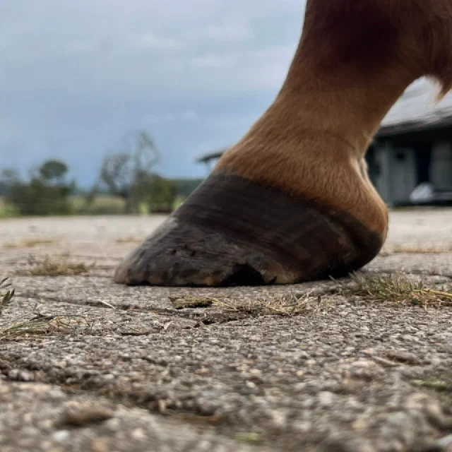 Vorher — Warmblut mit zu langer Zehe